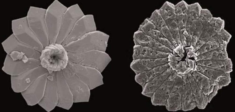 shell_dissolved_in_seawater_adjusted_to_an_ocean_chemistry_projected_for_the_year_2100